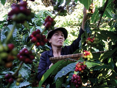 Nhiều doanh nghiệp có nhu cầu tích tụ và tập trung ruộng đất theo hướng thị trường để mở rộng quy mô sản xuất