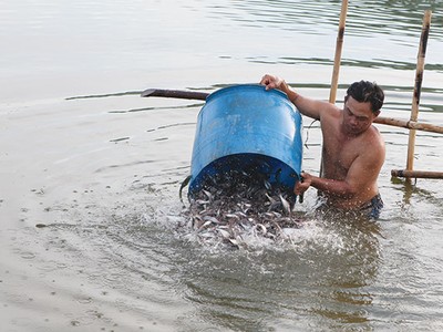 Doanh nghiệp cá tra: Gỡ “nút thắt” con giống