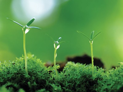 Xu hướng tiêu dùng xanh: Vượt thách thức, đón cơ hội