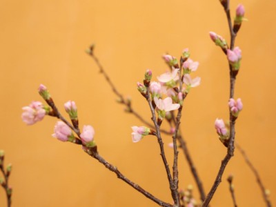 5 loại hoa mới được nhiều gia đình tìm mua dịp cuối năm