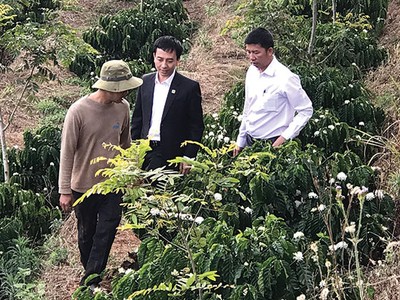 Với sự vào cuộc tích cực của Agribank, chính sách cho vay tái canh cà phê đã đến với từng buôn làng xa xôi, giúp các hộ dân tái canh cây cà phê, bảo đảm sinh kế lâu bền