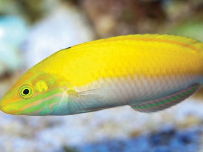 Bể cá trong phong thủy