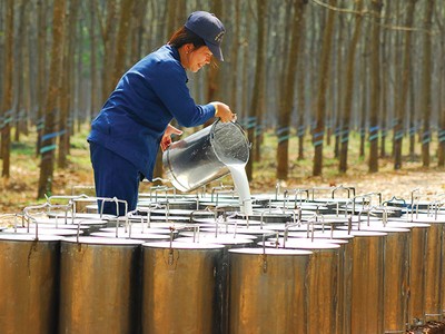 Việt Nam có sản lượng cao su thiên nhiên lớn thứ 5 thế giới, chiếm 7,4% tổng sản lượng toàn cầu