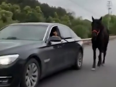 Tài xế Trung Quốc lái BMW dắt ngựa đi dạo