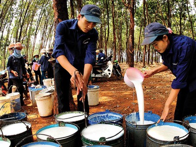 Giá giảm, doanh nghiệp cao su thận trọng hơn