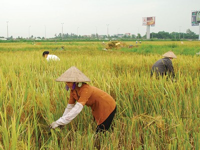 Huy động 45.000 tỷ đồng xã hội hóa đầu tư phát triển nông nghiệp