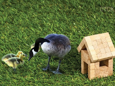 Nhà ở trong người!