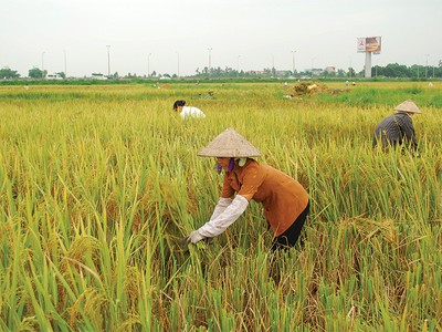 Tái triển khai bảo hiểm nông nghiệp: Chờ… nghiên cứu thêm