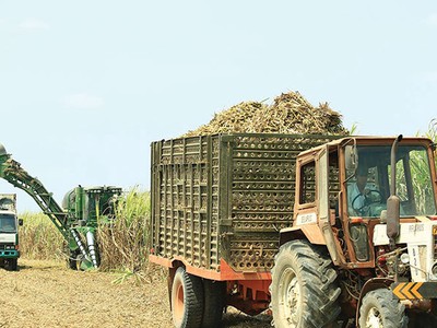 Doanh nghiệp mía đường nếm trải vị đắng