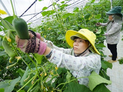 Sức ép từ CPTPP sẽ đẩy nông nghiệp chuyển mình