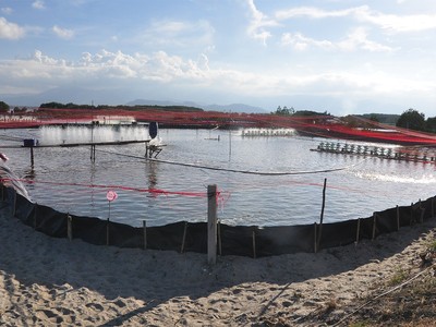 BRG tăng cường sản xuất nông nghiệp đáp ứng nhu cầu trong nước và xuất khẩu