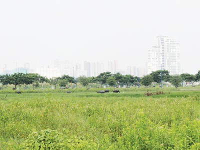 TP.HCM gặp khó với bài toán thu hồi dự án treo