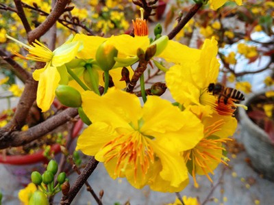 Muốn Tết đẹp cần phải thực hiện những điều sau