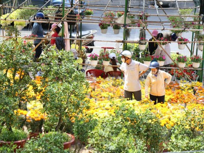 Giá hoa Tết rẻ, người Sài Gòn rủ nhau đi mua hoa sớm chơi Tết