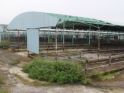 Hoang tàn dự án nuôi bò của Công ty Bình Hà tại Hà Tĩnh - Ảnh: VĂN ĐỊNH