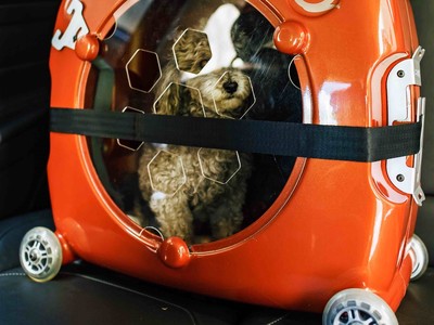 Chiếc lồng thông minh nhốt thú cưng khi đi du lịch
