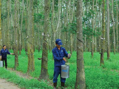 GVR đặt mục tiêu chuyển niêm yết lên HOSE trong năm nay