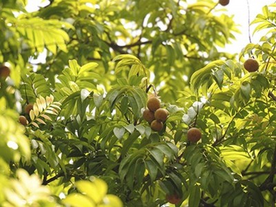 Mùa sấu đậu quả