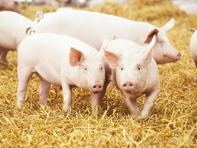 Lý giải cho sự sụt giảm lợi nhuận, Dabaco cho biết, quý II/2019 ngành chăn nuôi lợn ở Việt Nam bị ảnh hưởng bởi dịch tả lợn châu Phi, dẫn đến hoạt động kinh doanh của lĩnh vực chăn nuôi lợn và sản xuất con giống của công ty gặp khó khăn.