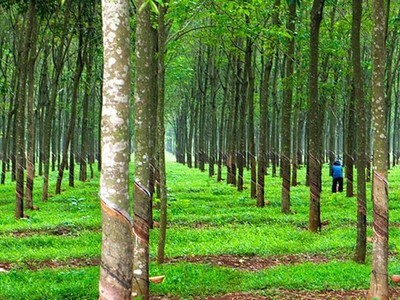 Số vốn góp chuyển nhượng chiếm 99,875% vốn điều lệ của Đông Pênh.