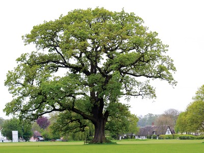 Mộc trấn trong phong thủy