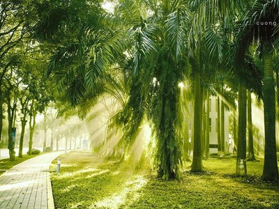 Không gian sống xanh sinh thái tại Khu đô thị Ecopark.