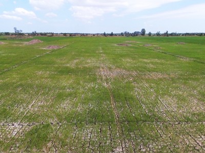 Nhiều cánh đồng lúa ở miền Tây đang nứt nẻ vì thiếu nước. Ảnh: Cửu Long.