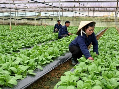 Để phát triển nông nghiệp bền vững, cần thu hút các nguồn lực đầu tư.