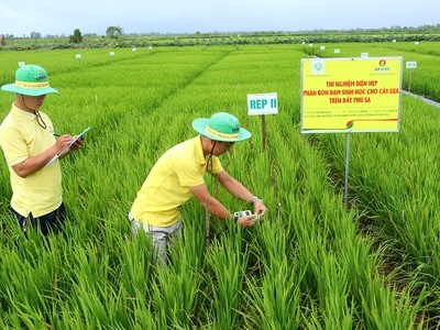 Trải nghiệm giải pháp canh tác với phân bón ứng dụng công nghệ cao