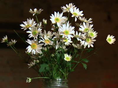 Cúc Họa mi xuống phố, cũng là lúc Đông về. Ảnh: Thành Nguyễn.