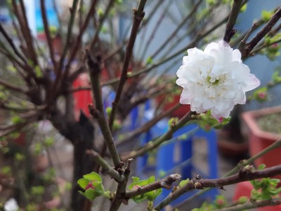 Trả phố cho người