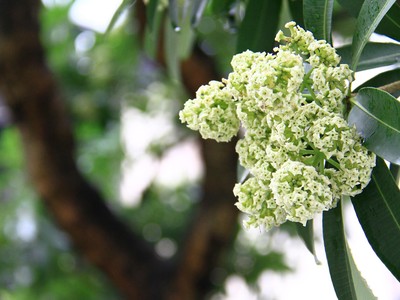 Vài nét Thu. Ảnh: Thành Nguyễn.