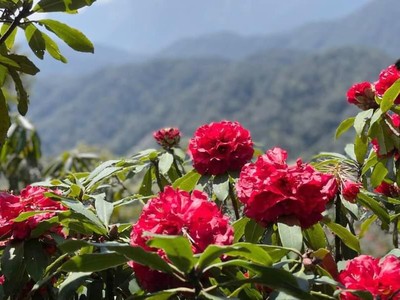 Mùa hoa Đỗ Quyên ở Putaleng 