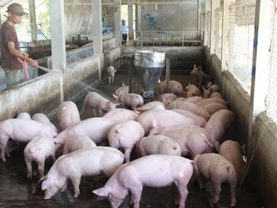 Phạt tù 11 nhân viên CTCP Chăn nuôi CP Việt Nam ghi chênh giá thịt heo chiếm đoạt 3,4 tỷ đồng