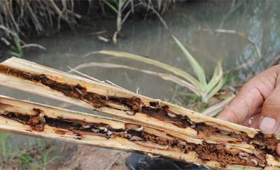 Sâu đục thân hại mía