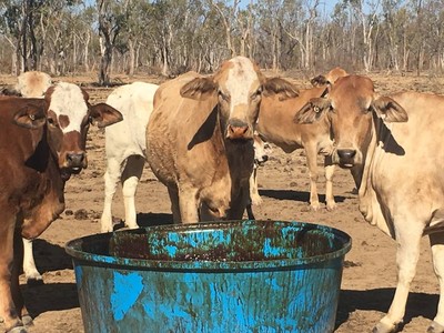 Lô hàng mật rỉ thứ 2 của TTC được xuất khẩu đến Brisbane