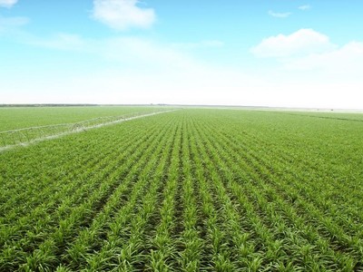 TTC Sugar (SBT) lãi sau thuế đạt 675 tỷ đồng, tăng 86% so với cùng kỳ