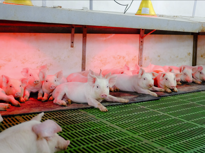 Nông nghiệp Hòa Phát (HPA) chào bán 30 triệu cổ phiếu lần đầu ra công chúng