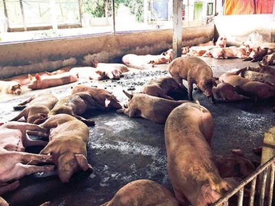 Heo dùng chất cấm có biểu hiện thở dốc, thường ngồi hoặc nằm. Ảnh minh họa, nguồn: Tuổi trẻ