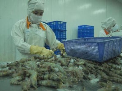 Lo ngại về bệnh đốm trắng, Ả rập Xê út tạm dừng thông quan các Container hàng tôm có xuất xứ từ Việt Nam.