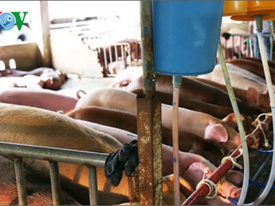 Hàng trăm con heo bị tiêm thuốc an thần và bơm nước trước khi giết mổ