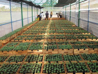 Hỗ trợ doanh nghiệp đầu tư nghiên cứu, phát triển giống cây trồng mới