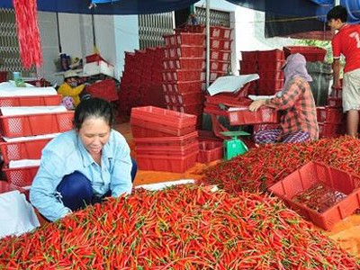 Giá ớt ở Quảng Ngãi đã tăng lên mức kỷ lục 40.000 đồng/kg.