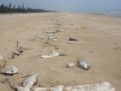 Cá chết bất thường dọc bờ biển. (Ảnh: Minh Thùy)