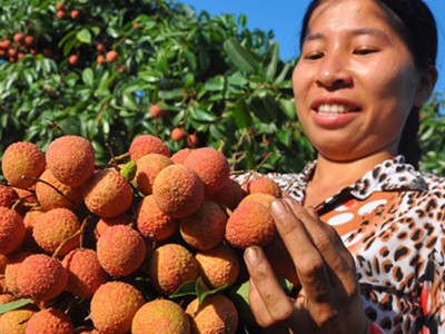 Người dân thu hoạch vải sớm bán cho thương lái Trung Quốc tại huyện Lục Ngạn (Bắc Giang). Ảnh: Trần Quang