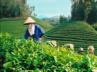 Các công ty nông lâm nghiệp lỗ nghìn tỷ, ăn mòn vào vốn
