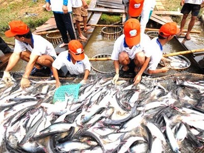 Bộ Nông nghiệp và Phát triển nông thôn cần phải có biện pháp kiểm soát chặt chẽ để không xảy ra tình trạng trên (Ảnh Internet)