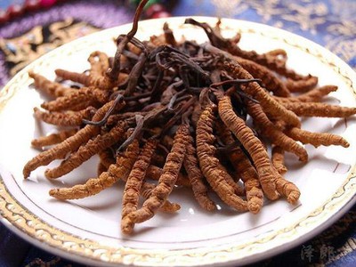 Đông trùng hạ thảo Tây Tạng đang có giá bán trên thị trường lên đến 1,6 tỷ đồng/kg