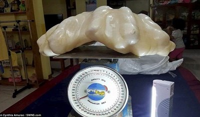 Cận cảnh tảng ngọc trai nặng 34kg.