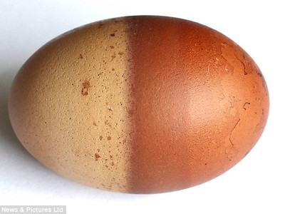 Quả trứng gà hai màu độc nhất vô nhị ở Anh